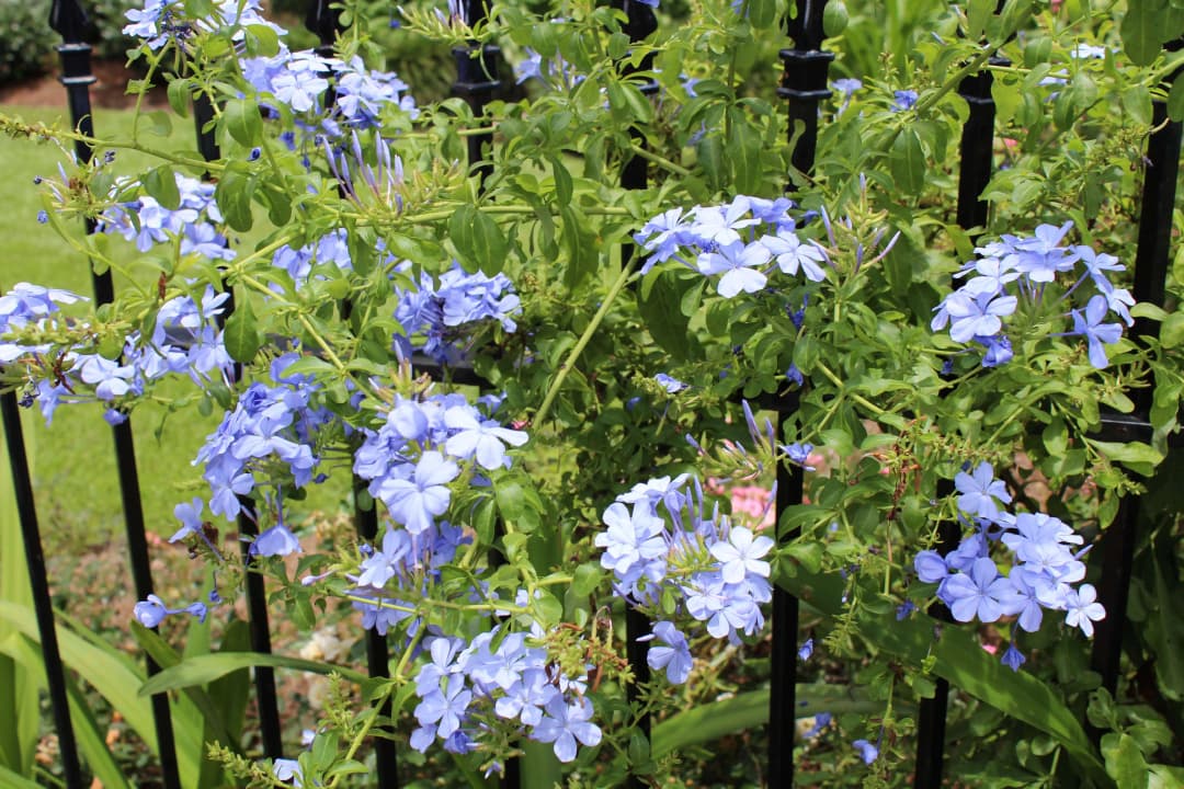 Flowers poke through the wrought iron gate of a house in the New Orleans Garden District