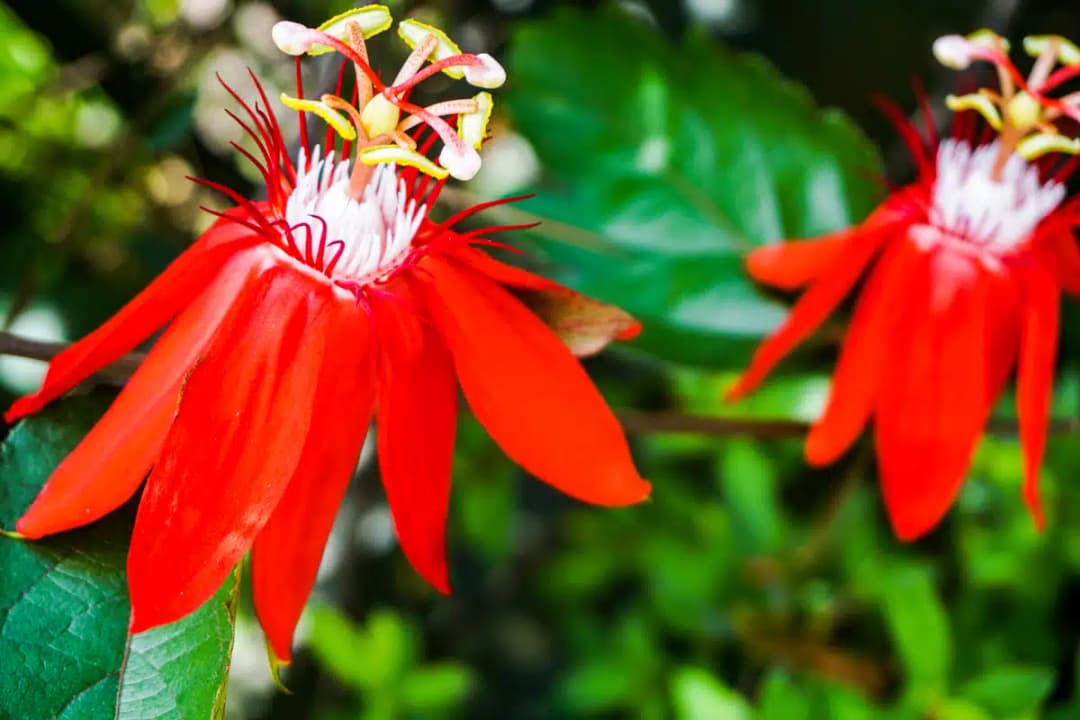 Bright red flowers in the New Orleans garden district neighborhood