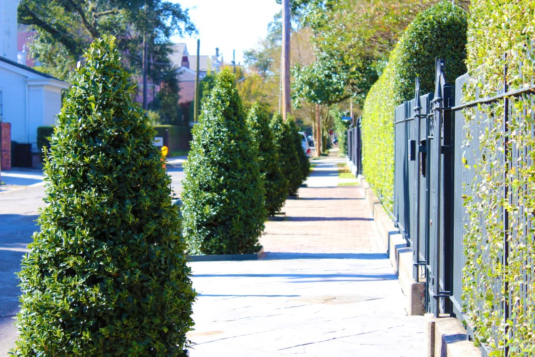 Green trees and bushes line a wrought iron fence in the New Orleans Garden District